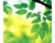 Bild 0 Fellowes Bedruckte Mausmatte Blätter, Detailfarbe: Mehrfarbig