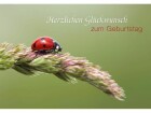 Natur Verlag Geburtstagskarte Käfer auf Halm 17.5 x 12.2 cm