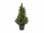 Bild 2 Botanic-Haus Weihnachtsbaum Tannenbaum im Topf, 51 cm, Höhe: 51