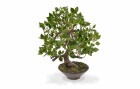 Botanic-Haus Kunstpflanze Bonsai Ficus Wiandi mit Schale, Produkttyp