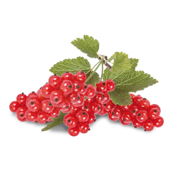 Red Currant - Johannisbeere