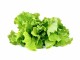 Click and Grow Samen Grüner Salat Nachfüllpackung 3er-Set, Bio: Nein