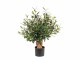 Botanic-Haus Kunstpflanze Olivenbaum 56 cm, Produkttyp: Topfpflanze
