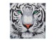 CRAFT Buddy Bastelset Crystal Art Kit White Tiger 30 x