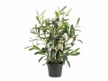 Botanic-Haus Kunstpflanze Olive 34 cm, Produkttyp: Topfpflanze