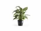 Ecopots Pflanzentopf Amsterdam 20, Dunkelgrau, Volumen: 4 l