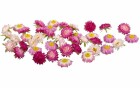 Dekomat AG Kunstblume Strohblüten 36 Stück, Rosa/Pink, Produkttyp