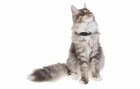 PetTracer GPS-Katzenhalsband, Eigenschaften: GPS in Halsband