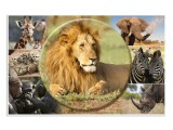 HERMA Schreibunterlage Afrika Tiere 55 x 35 cm, Breite
