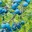 Bild 1 Nature Vogelschutznetz Nano 10 x 4 m Blau