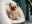 Image 5 TrendPet Hunde-Bett LunaSuite, Beige, Breite: 60 cm, Länge: 55