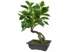 Botanic-Haus Kunstpflanze Bonsai Ficus mit Schale, Produkttyp