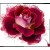 Bild 1 Posh Chalk Decoupage - Radiant Rose A1