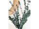 Soli Collection Trockenblumen Eukalyptus 40-55 cm, Grün, Produkttyp