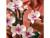 Bild 4 LEGO ® Icons Botanicals Collection: Orchidee 10311, Themenwelt