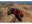 Image 10 Axial Rock Crawler Capra 4WS, Rot, 1:10, ARTR, Fahrzeugtyp