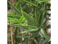 Botanic-Haus Kunstpflanze Bambus Japanisch, 90 cm, UV-Beständig