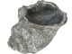 Opiflor Schale Muschel Ruwa Zement, 23 cm, Produkttyp