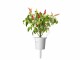 Click and Grow Samen Roter scharfer Chili, Bio: Nein, Sonneneinstrahlung