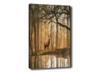 Wallxpert Bild Hirsch 50 x 70 cm, Motiv: Hirsch