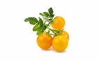Click and Grow Samen Gelbe Cherrytomaten, Bio: Nein, Sonneneinstrahlung