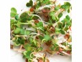 Gusta Garden Samen Microgreens Ruca-Salatrauke HARRY HERBS, Bio: Nein