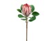 Botanic-Haus Kunstpflanze Protea 72 cm, Produkttyp: Blume, Detailfarbe