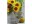 Bild 2 ABC Motivkarte Sonnenblumen A6, 6 Stück, Papierformat: A6