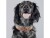 Bild 1 Dog with a mission Halsband Joplin, XL, 4 cm, Halsumfang: 47