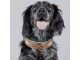 Dog with a mission Halsband Joplin, XL, 4 cm, Halsumfang: 47