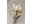 Bild 1 Soli Collection Trockenblumen Lagurus 50-60 cm, Naturfarben, Produkttyp