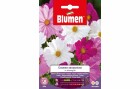 Blumen Saatgut Cosmea Sensazione Mix, Bio: Nein, Blütenfarbe