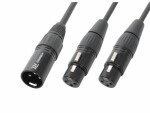 PD Connex PD Connex CX142 XLR 3 Pole, male - XLR