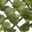 Bild 3 Nature Spalier mit künstlichen Lorbeerblättern 90x180 cm Grün Blätter