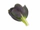 Click and Grow Samen Roter Pak Choi, Bio: Nein, Sonneneinstrahlung: Hell