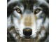 CRAFT Buddy Bastelset Crystal Art Kit Wolf 30 x 30