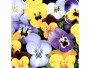 Paper + Design Papierservietten Pansies 33 cm x 33 cm, 20