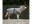 Bild 1 Deek Bademantel L, 62 cm, Anthrazit, Hundegrösse: L, Detailfarbe