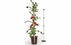 Gusta Garden Anzuchtset TOMATO BUDDY Starter, 3er Set, Volumen