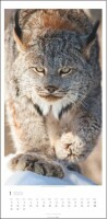 WEINGARTEN Wandkalender Big Cats 2958700 DE, 33x68cm 2024, Kein