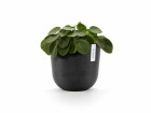 Ecopots Pflanzentopf Oslo 25 Dunkelgrau, Volumen: 7.7 l, Material