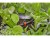 Bild 5 Gardena Sprühdüse 180° Micro-Drip-System, Bewässerungsart