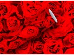 Braun + Company Geschenkpapier Red Roses 80 g/m², Rot, 70 cm