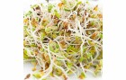 Gusta Garden Samen Microgreens Alfalfa HARRY HERBS, Bio: Nein