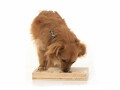 Hundespiele.ch Hundespiele aus Holz Schiebeklotz