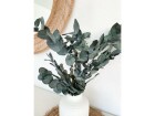 Soli Collection Trockenblumen Eukalyptus 40-55 cm, Weiss, Produkttyp