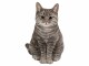 Vivid Arts Dekofigur Katze Tabby, Natürlich Leben: Keine