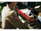 Bild 4 Casio E-Piano Privia PX-S1100 Rot, Tastatur Keys: 88, Gewichtung