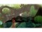 Bild 6 Nintendo Bayonetta Origins: Cereza and the Lost Demon, Für