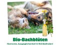 cdVet Hunde-Nahrungsergänzung CBD Öl, 20 ml